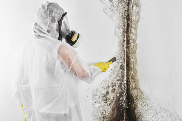 Best Home Mold Removal  in Cooper, TX