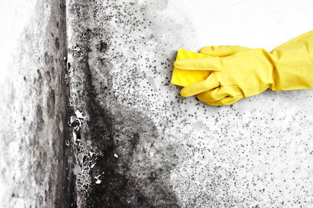 Best Affordable Mold Removal  in Cooper, TX