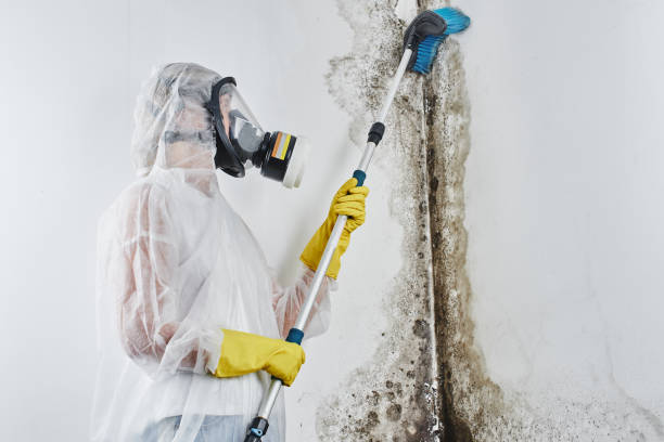 Best Mold Removal Company Near Me  in Cooper, TX