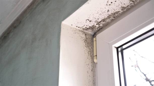Best Crawl Space Mold Removal  in Cooper, TX