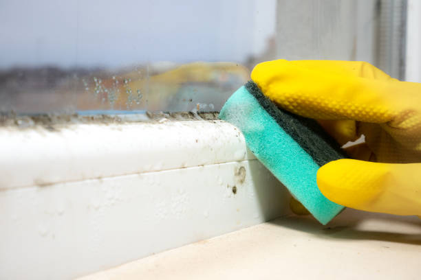 Best Affordable Mold Removal  in Cooper, TX