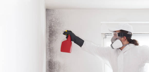 Professional Mold Removal in Cooper, TX