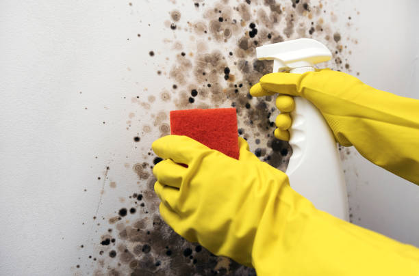 Best Office Mold Removal Services  in Cooper, TX