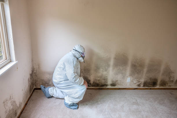 Best Mold Cleaning Services  in Cooper, TX