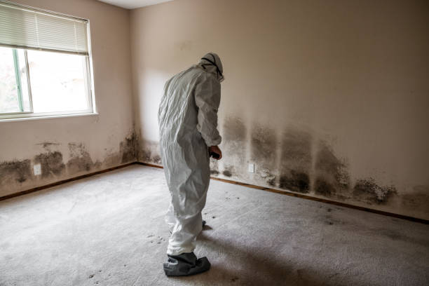 Best Emergency Mold Removal  in Cooper, TX