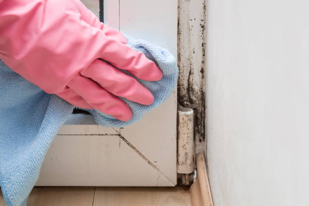 Best Local Mold Removal Service  in Cooper, TX