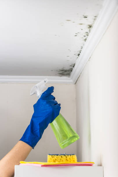 Best Mold Remediation  in Cooper, TX